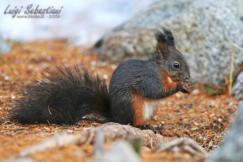 Scoiattolo - Sciurus vulgaris